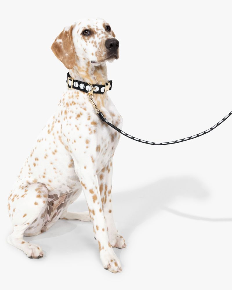 Kate Spade New York Cute Dog Collar, Gold Metal Buckle Dog Collar