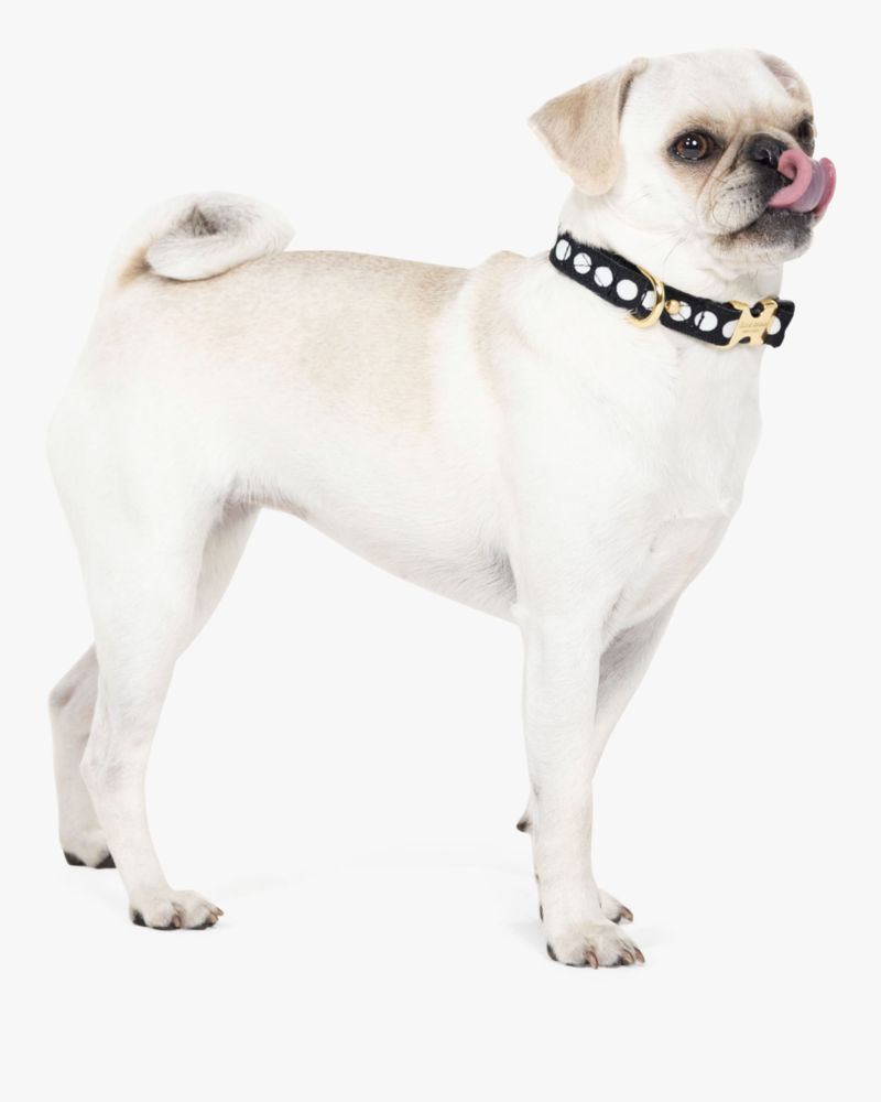 Kate Spade New York Cute Dog Collar, Gold Metal Buckle Dog Collar