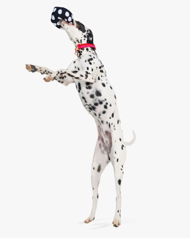 Kate Spade,Art Dot Dice Pet Toy,